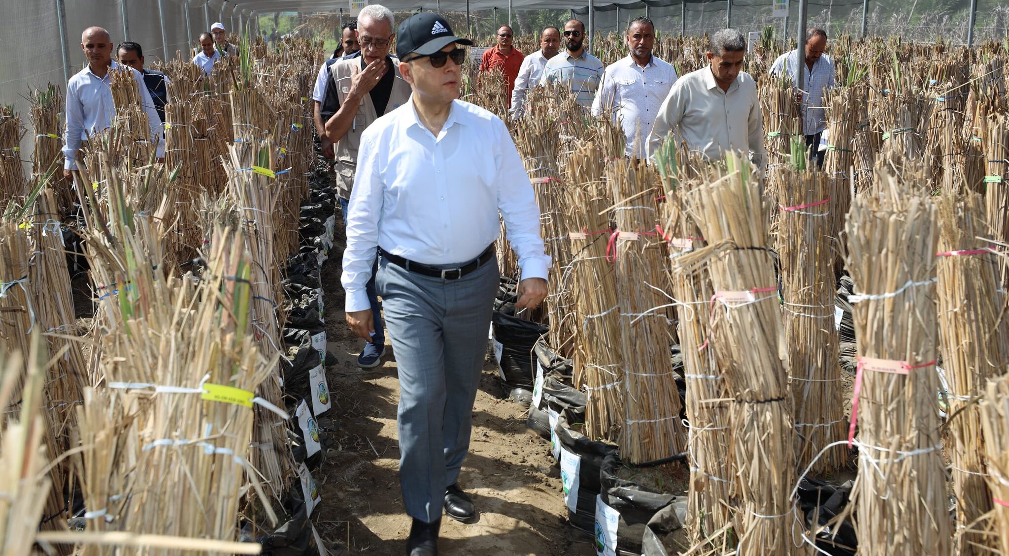 للحفاظ على الأصناف النادرة.. محافظ كفرالشيخ يفتتح أول مشتل نخيل مجتمعي بأبو شعلان بالتعاون مع منظمة الأغذية والزراعة للأمم المتحدة «FAO» "الفاو"  