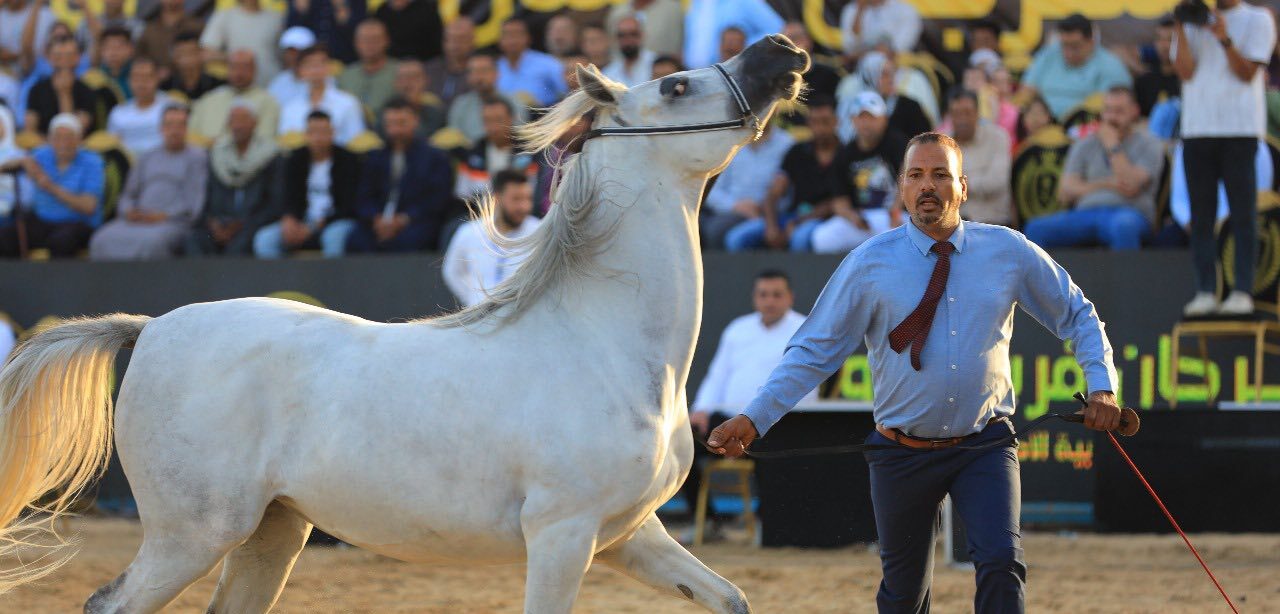 محافظ كفرالشيخ يشهد ختام فعاليات مهرجان “فرسان وطن” للخيول العربية الأصيلة ويكرم الفائزين  
