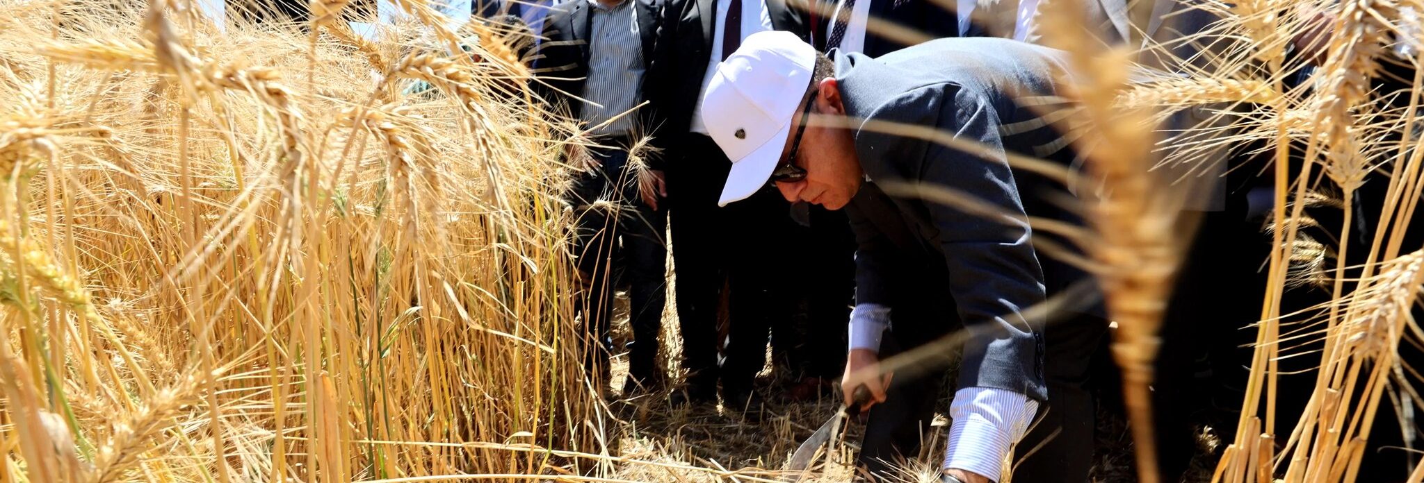 محافظ كفرالشيخ يطلق موسم حصاد القمح من البرلس: «فرحة الفلاح.. هي حصادنا الحقيقي»  