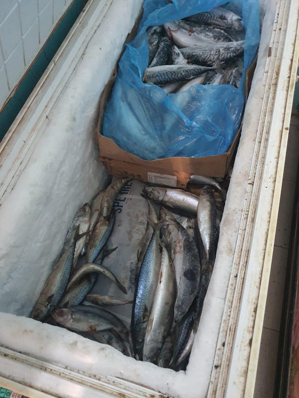 محافظ كفرالشيخ: ضبط 565 كجم أسماك ودواجن غير صالحة للاستهلاك الآدمي بعاصمة المحافظة  