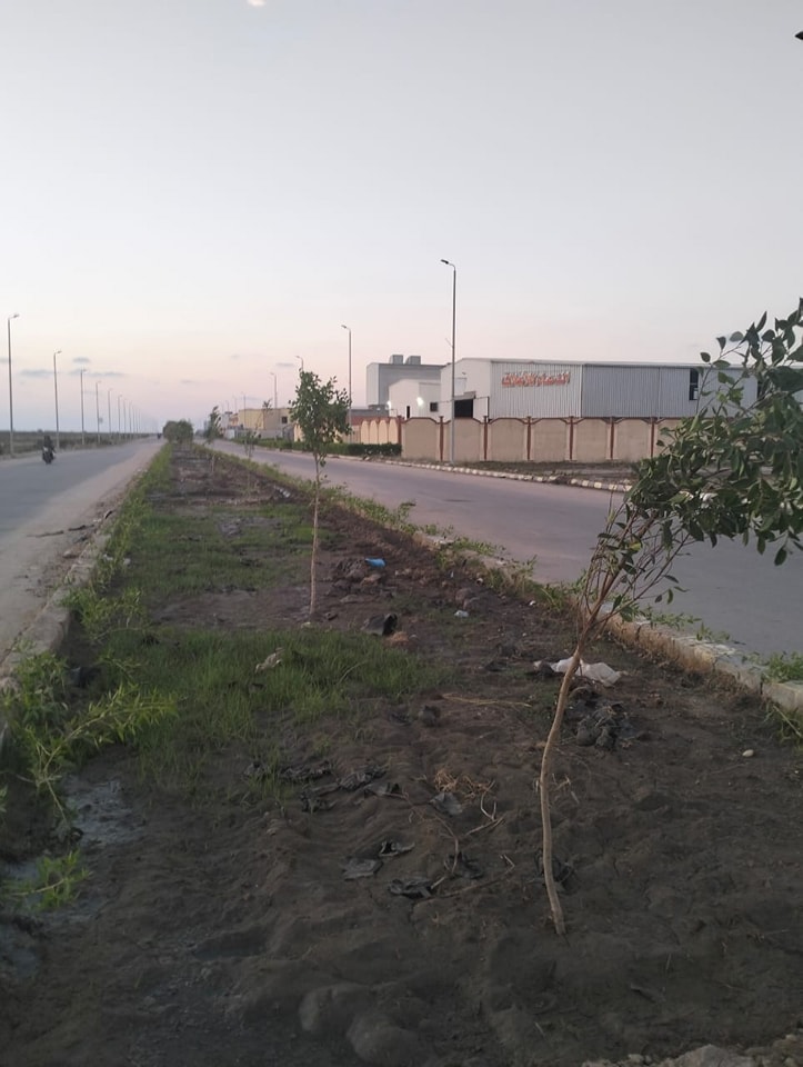 محافظ كفرالشيخ يتابع أعمال تشجير المدخل الغربي للمنطقة الصناعية بمطوبس ضمن المبادرة الرئاسية «100 مليون شجرة»  