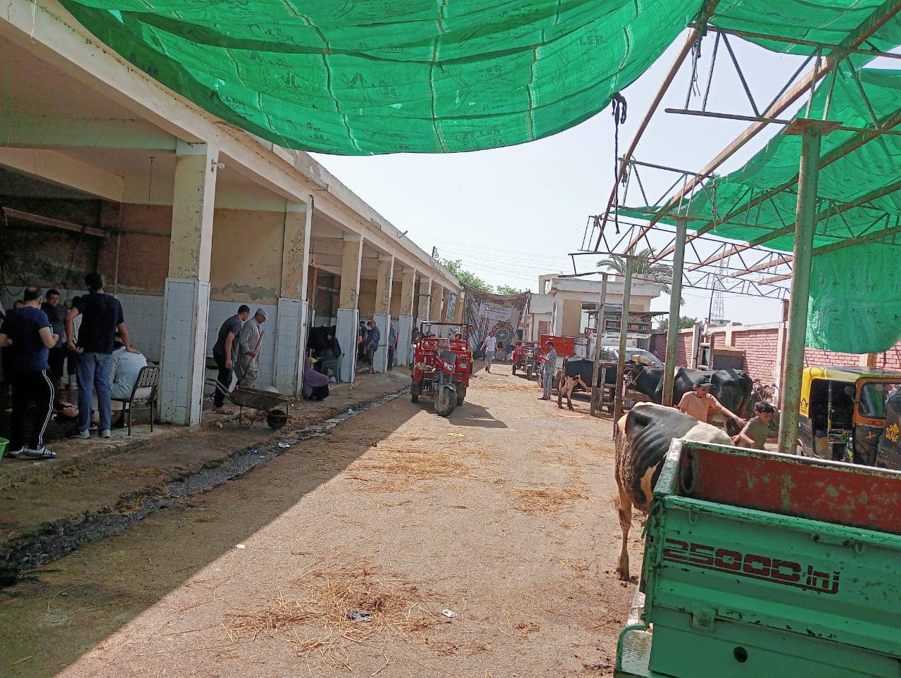 ‏محافظ كفرالشيخ: ذبح 1643 أضحية للمواطنين «مجانًا» بـ 16 مجزر حكومى على مستوى المحافظة  