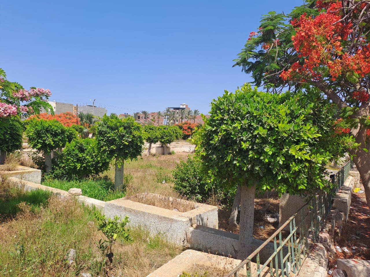 محافظ كفرالشيخ يتابع زراعة الأشجار ببلطيم ضمن المبادرة الرئاسية "زراعة 100 مليون شجرة"… مكلفًا بالإستمرار فى تجميل الحدائق ورفع كفاءتها وزيادة المساحات الخضراء  