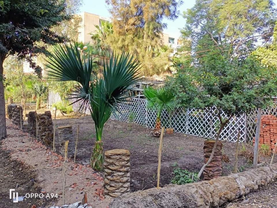 محافظ كفرالشيخ يتابع زراعة الأشجار بمطوبس ضمن المبادرة الرئاسية "زراعة 100 مليون شجرة" التوسع في إنشاء المشاتل لإنتاج الأشجار وتوفير فرص عمل للشباب  